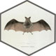 Bat